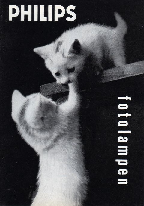 FP50
